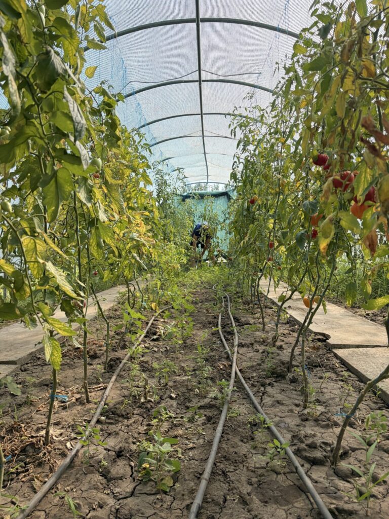 A Harvest to Be Proud Of_Hunger Relief Moldova_1